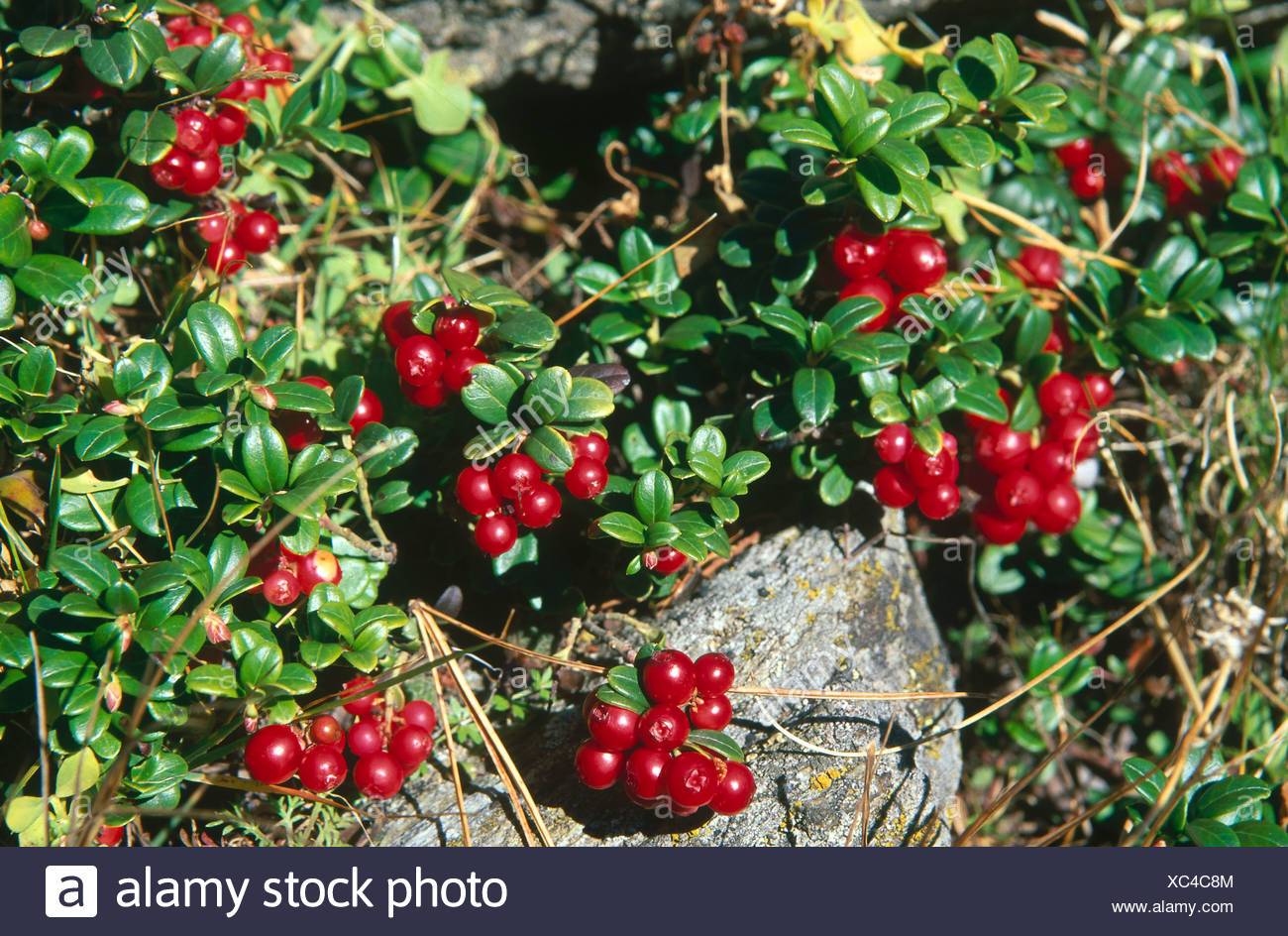Cranberries Growing Stock Photos & Cranberries Growing Stock Images Alamy