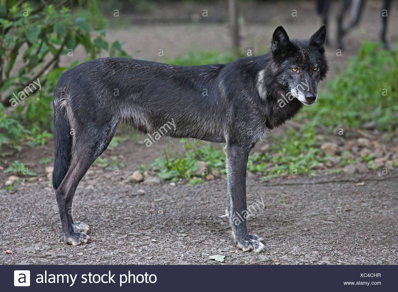 Wolf Timber Wolf Animal Profile View High Resolution Stock Photography ...