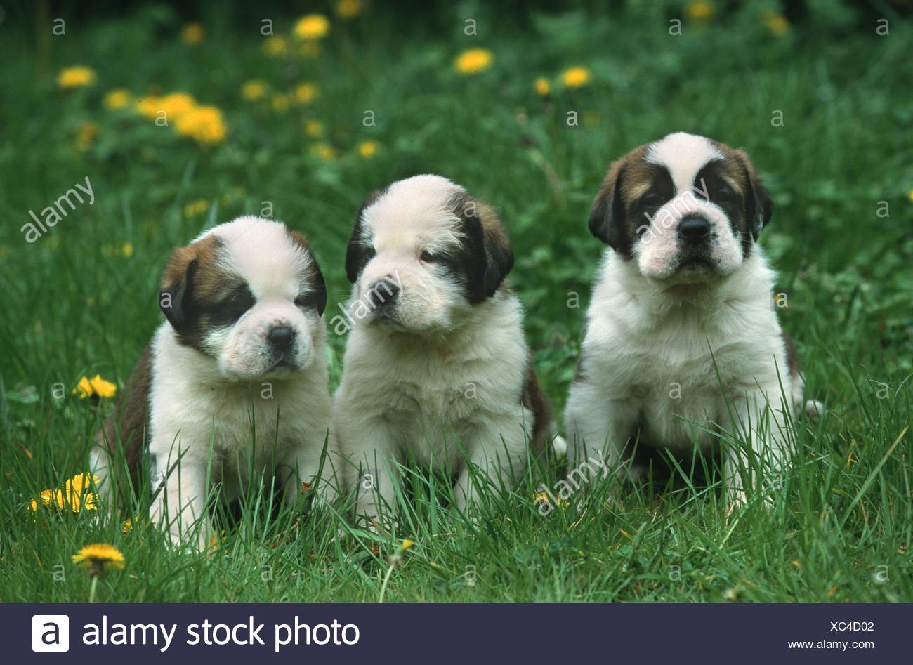 Saint Bernard Dog Canis Lupus F Familiaris Four Week Old