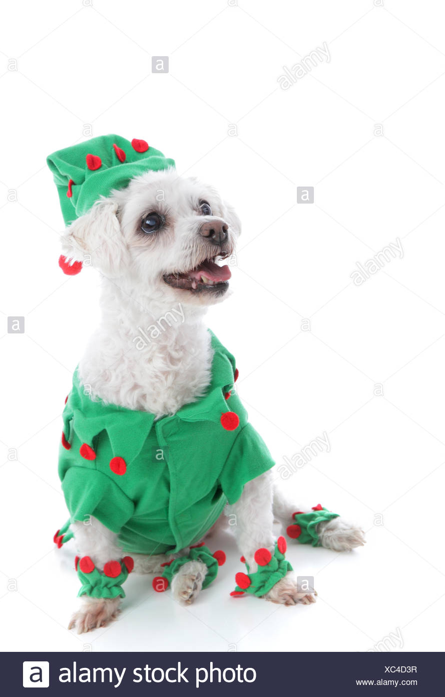 Jester Costume High Resolution Stock Photography and Images Alamy