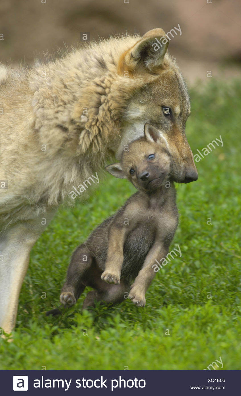 Page 3 Wolf Pups With Mother High Resolution Stock Photography And Images Alamy