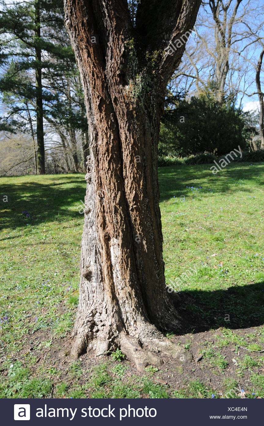 Field Maple Flowers High Resolution Stock Photography and Images Alamy