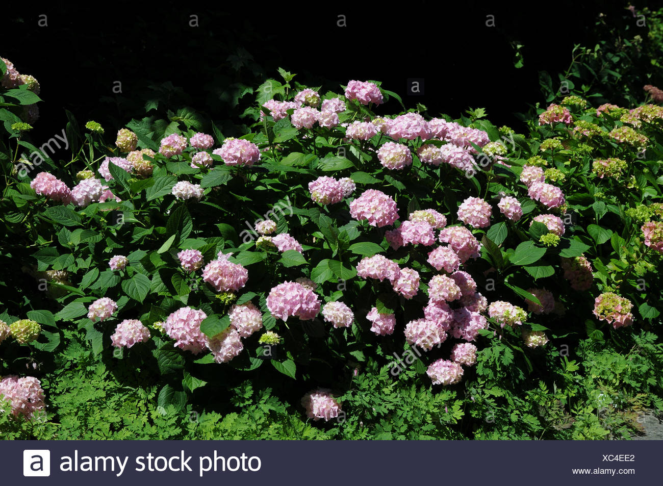 Hortensie Hydrangea Macrophylla Bauernhortensie High Resolution Stock ...