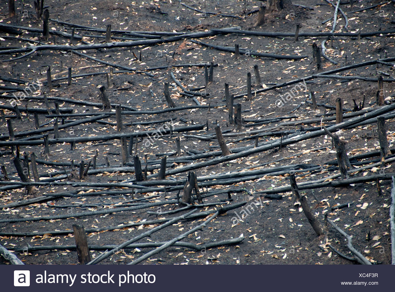 Waldbraende High Resolution Stock Photography and Images Alamy