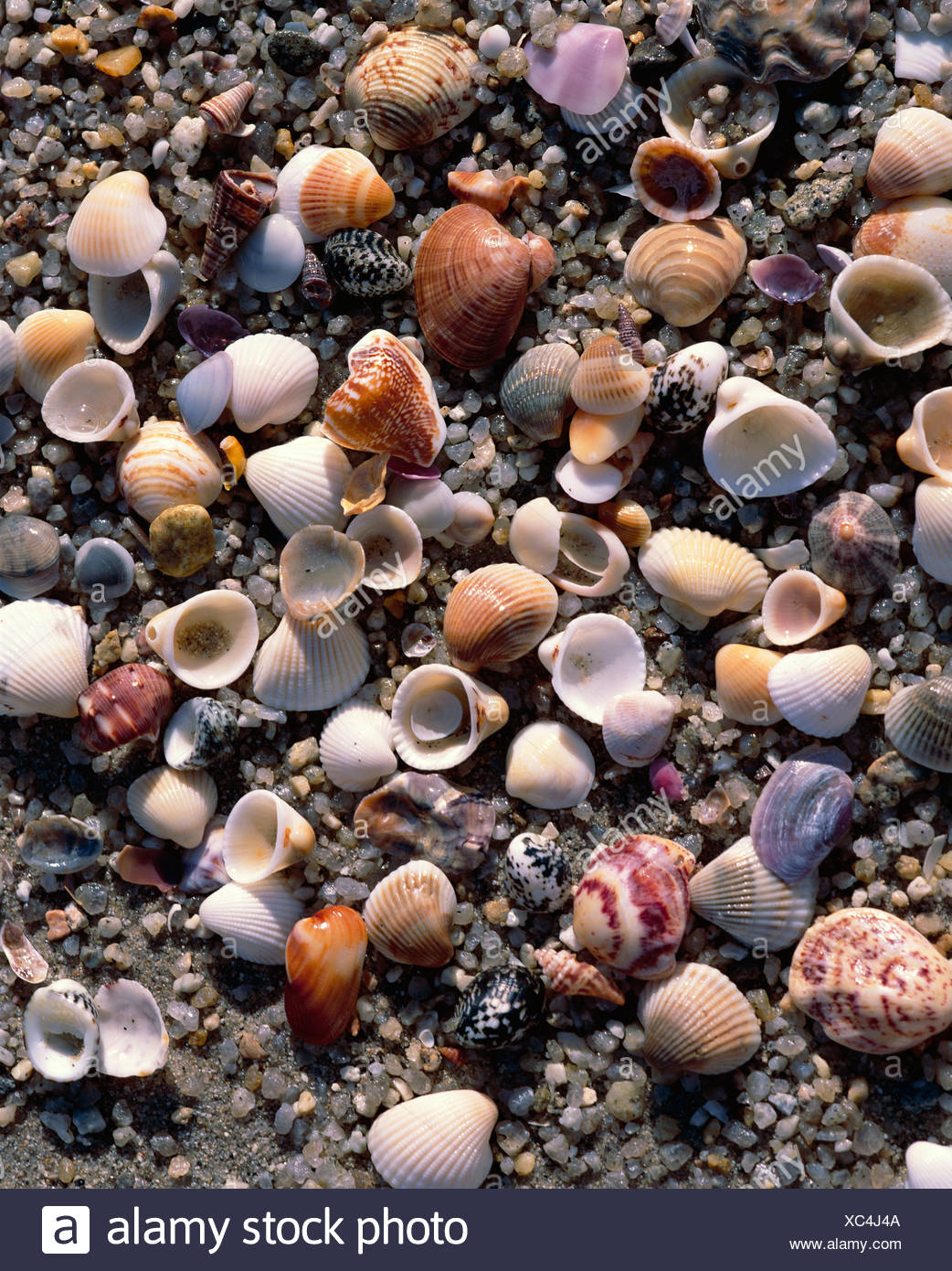 Australia Shells Seashells High Resolution Stock Photography and Images Alamy