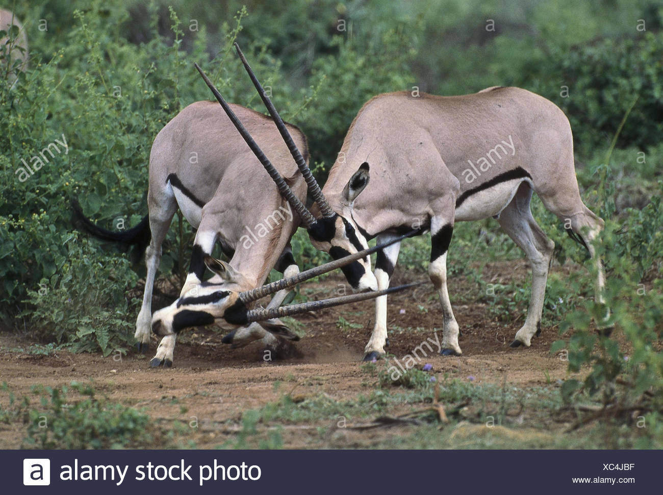 South African Spit Vaulting Horses High Resolution Stock Photography