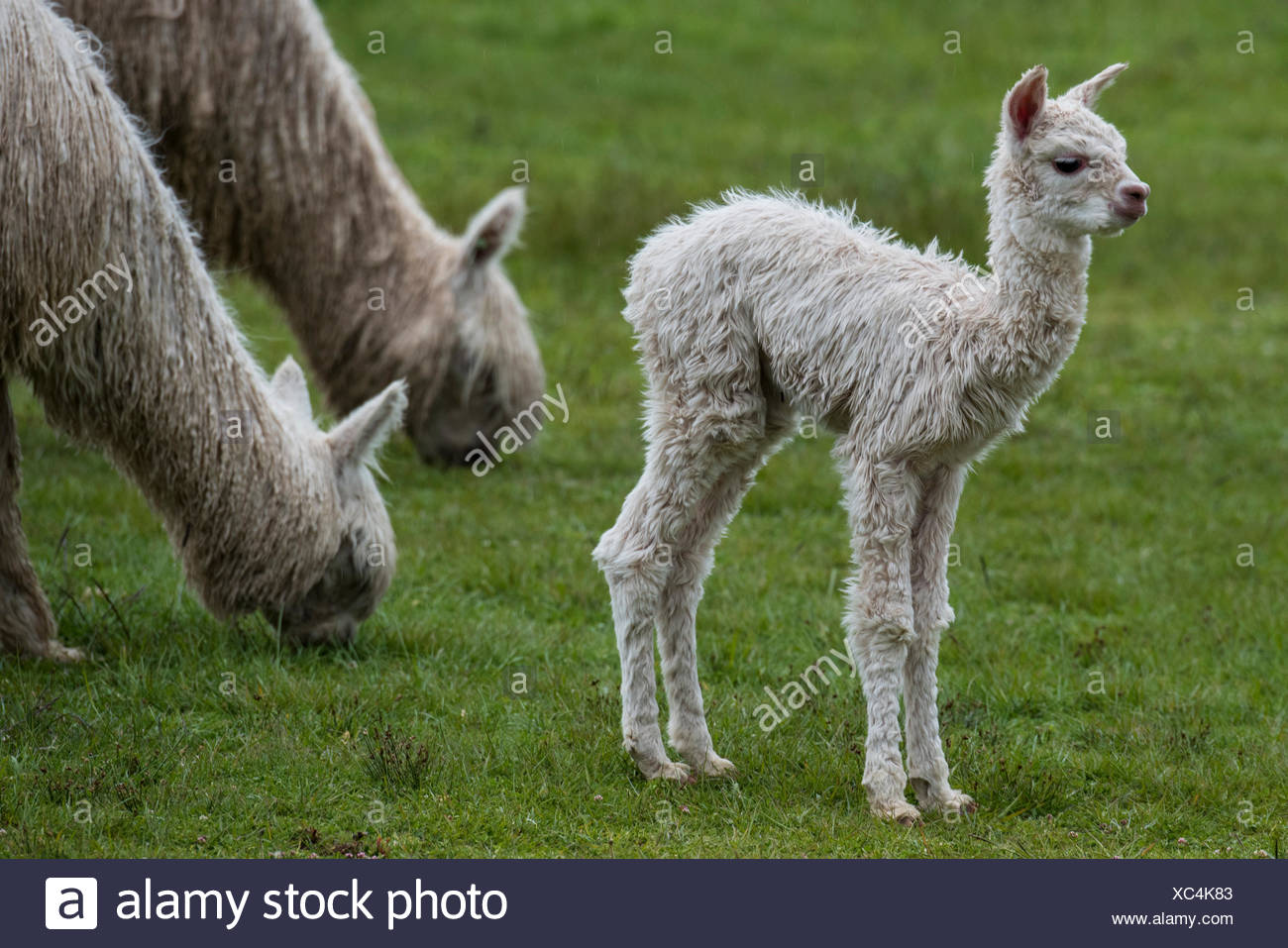 Llama In Peru High Resolution Stock Photography and Images - Alamy