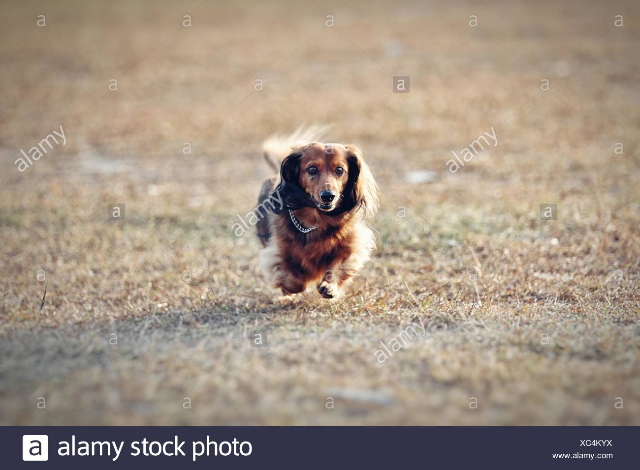 Dachshund Running Stock Photos Dachshund Running Stock Images