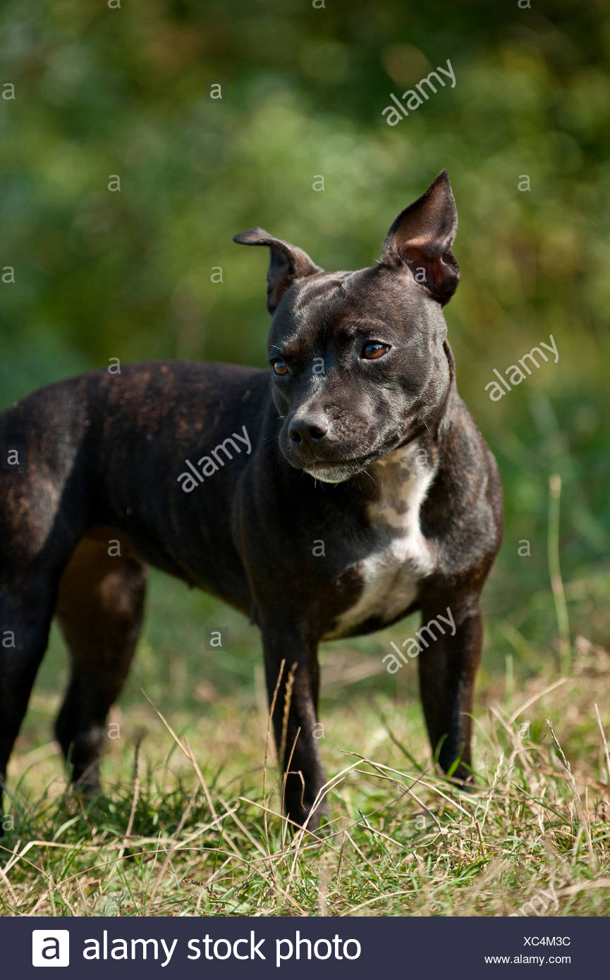 old english staffordshire terrier