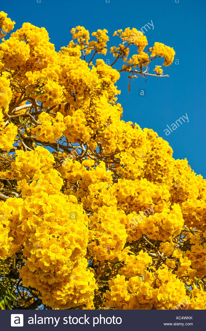 Tabebuia High Resolution Stock Photography and Images - Alamy