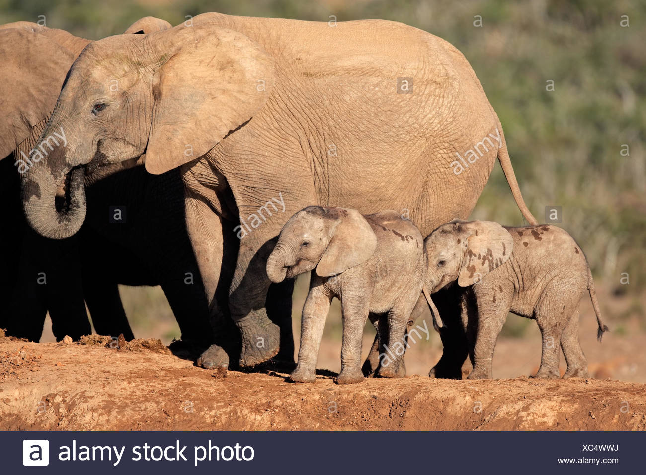 Elephant Legs Stock Photos & Elephant Legs Stock Images - Alamy
