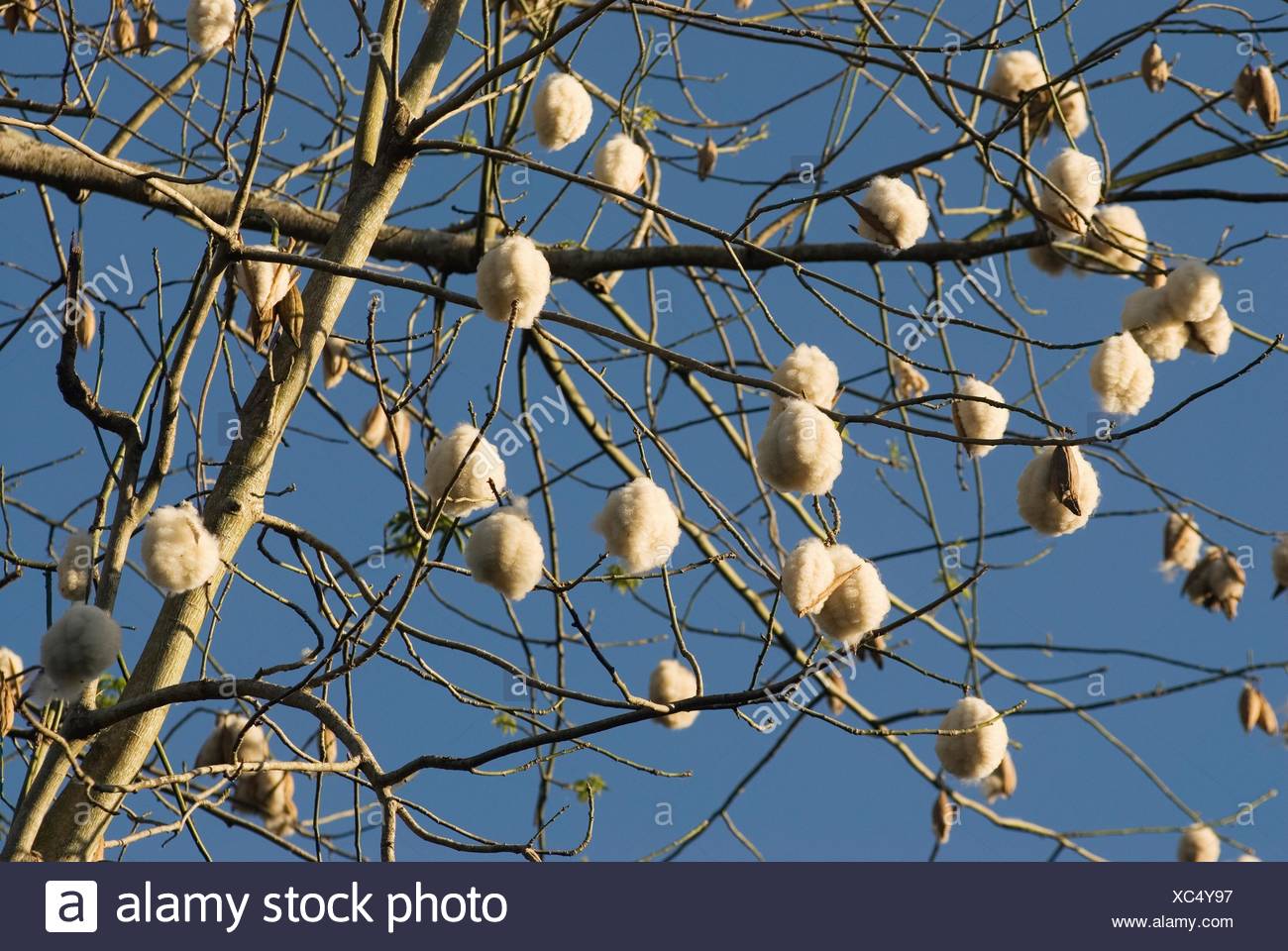 Kapok Fibre High Resolution Stock Photography and Images Alamy