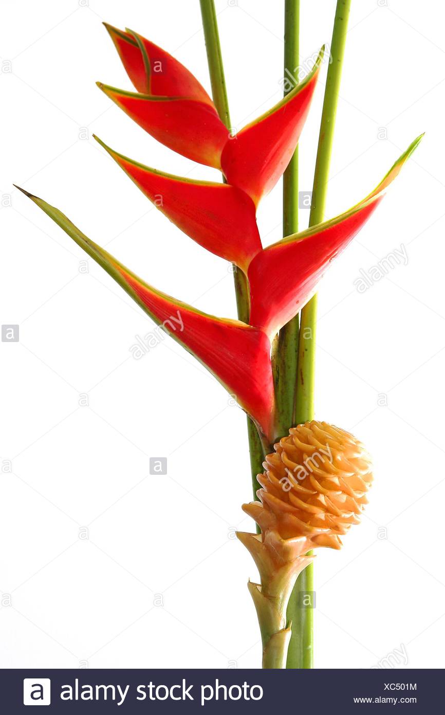 Maraca Ginger Zingiber Spectabile High Resolution Stock Photography And Images Alamy