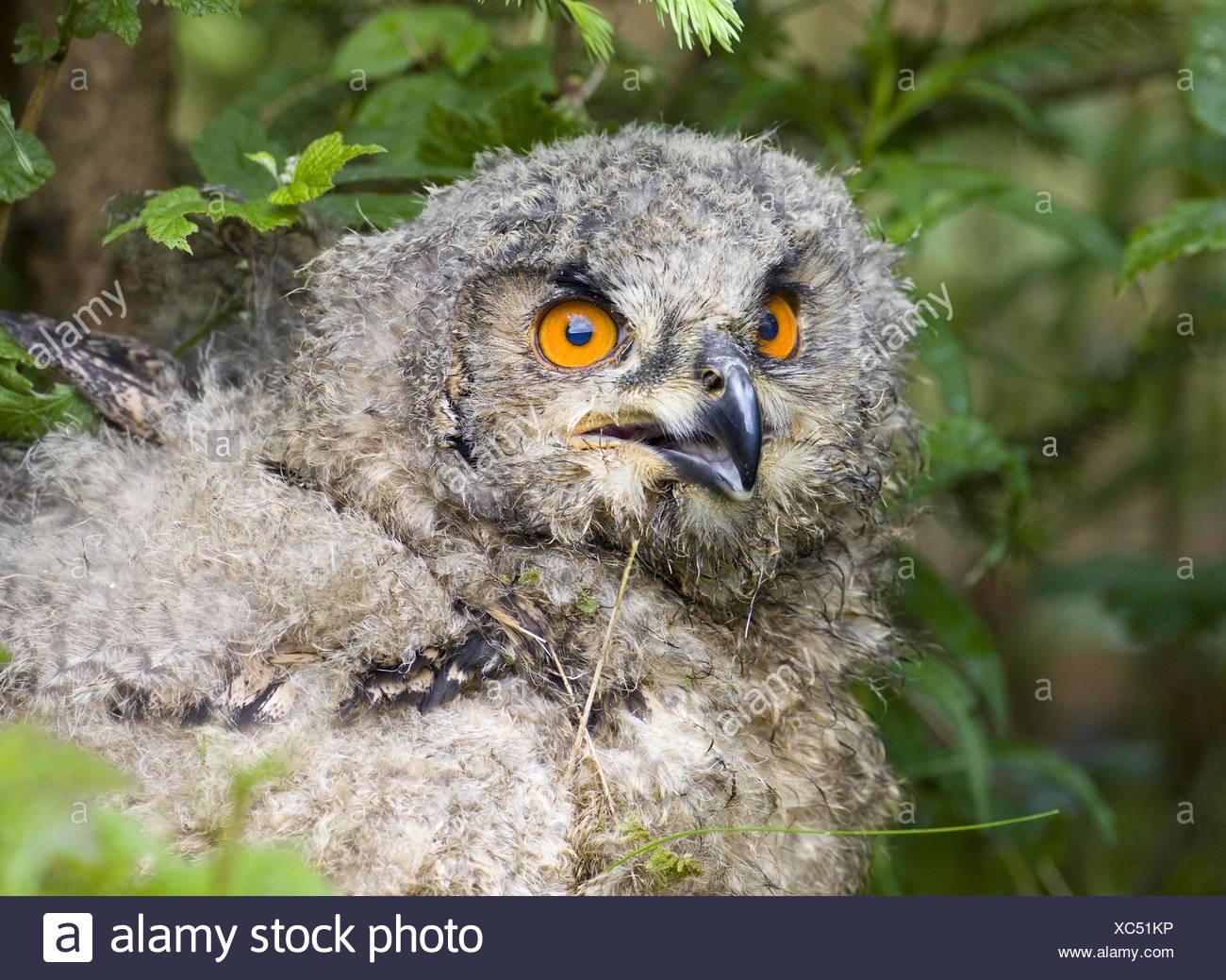Eurasian Eagle Owl Bubo Bubo Young High Resolution Stock Photography And Images Alamy Eurasian Eagle Owl Bubo Bubo Young High Resolution Stock Photography And Images Alamy