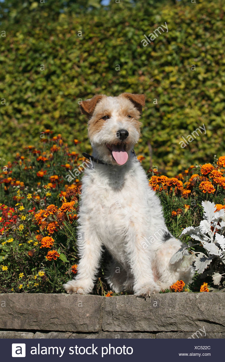 Wire Haired Fox Terrier Dog Sitting Stock Photo 282853156 Alamy