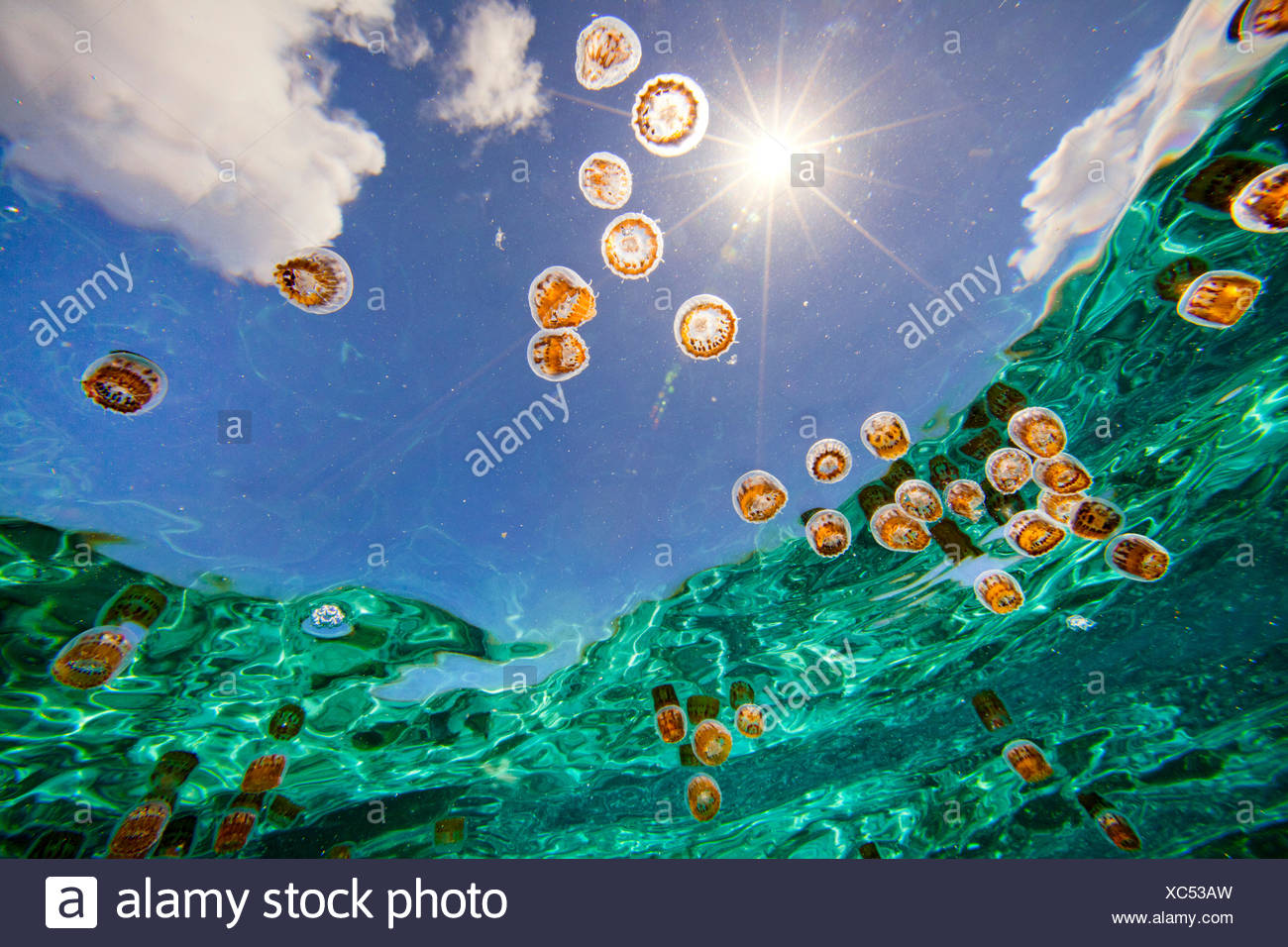 Thimble Sea Jellyfish High Resolution Stock Photography and Images Alamy