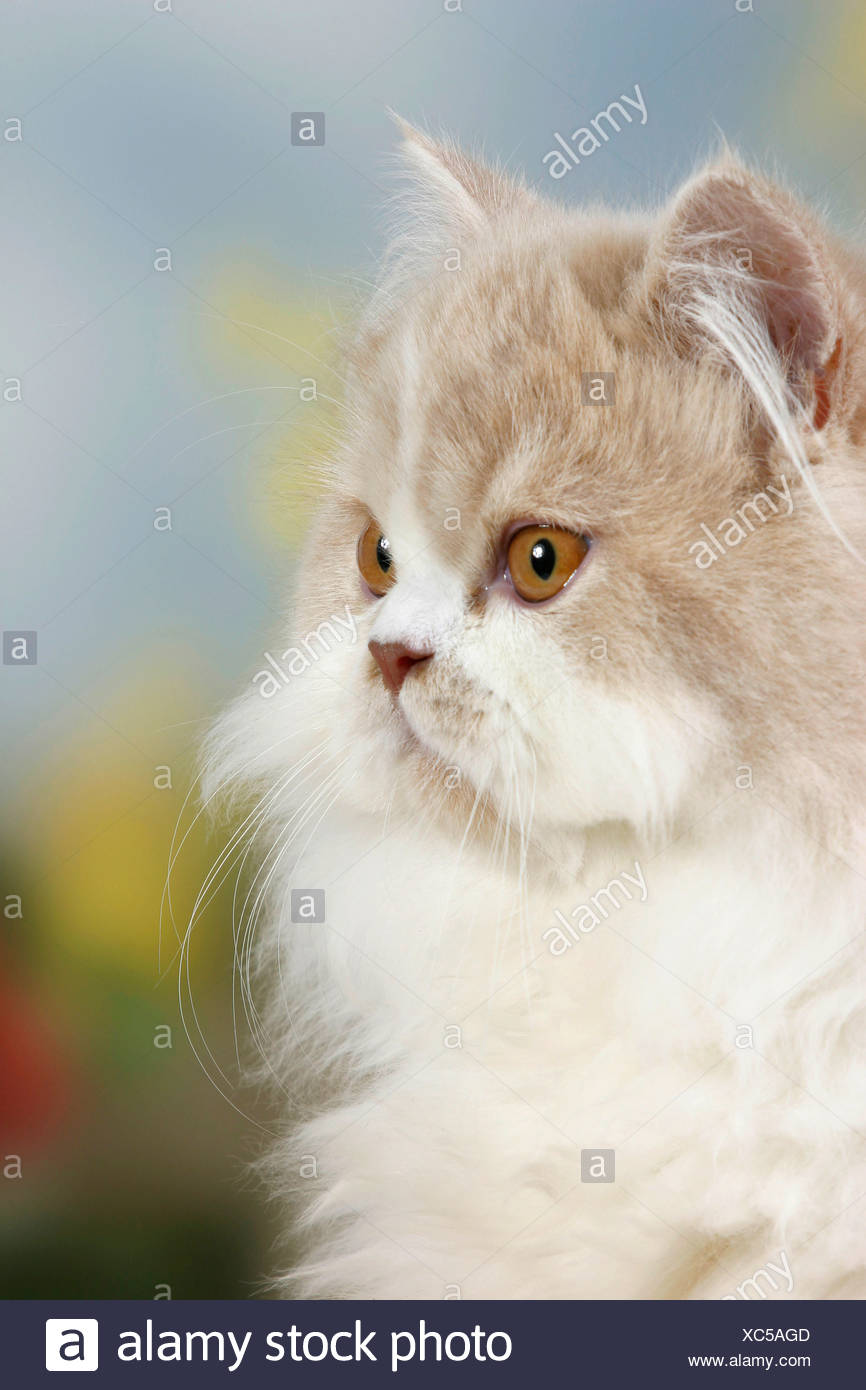 cream and white persian cat