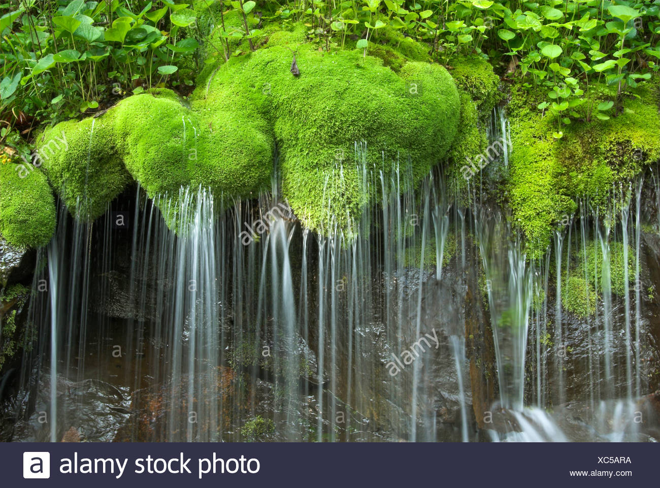 Waterfall Moss Shenandoah National Park High Resolution Stock