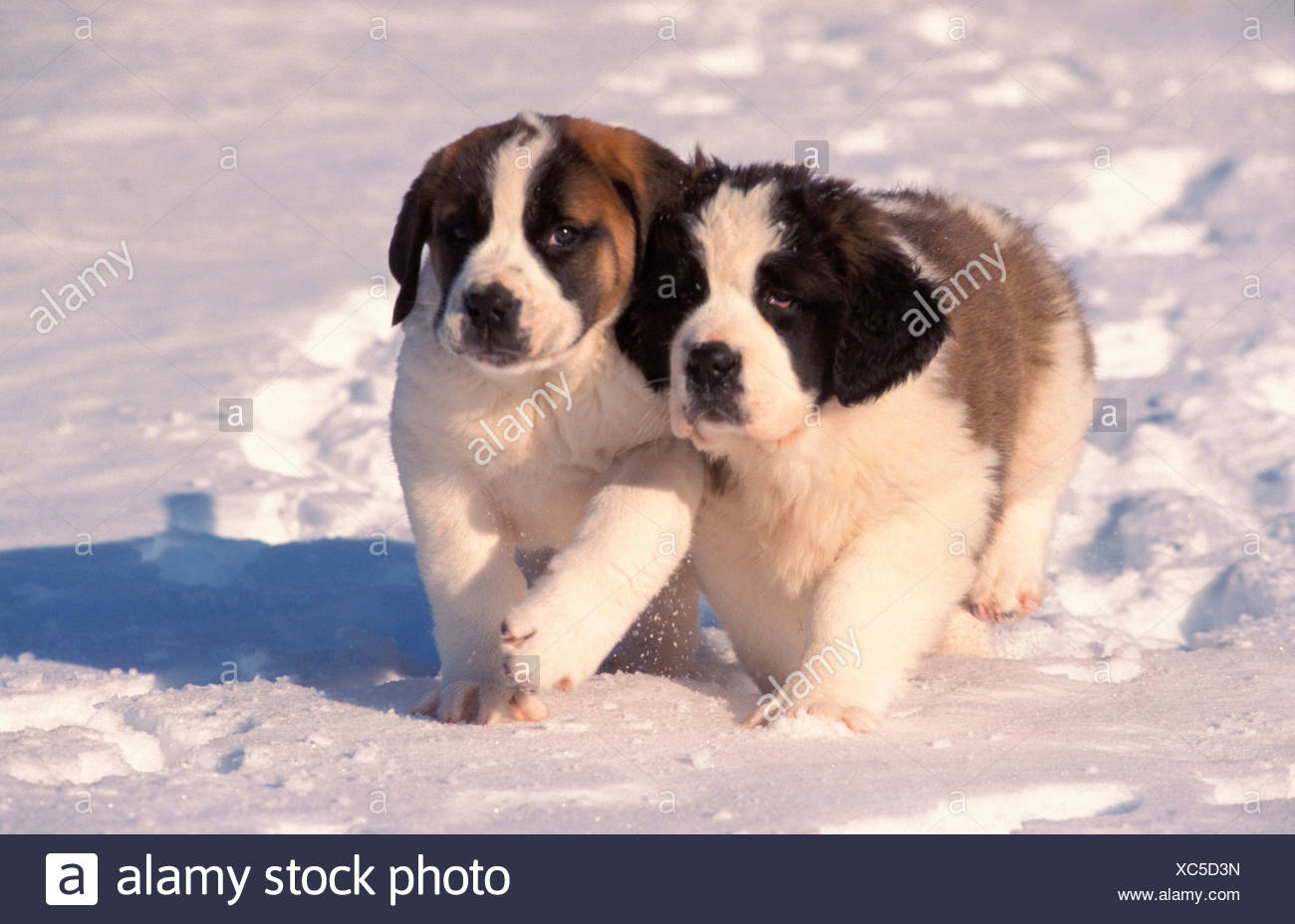 St Bernard Dog Two Puppies Running Next To Each Other Snow Stock