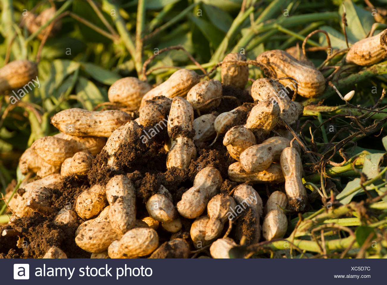 How peanuts grow 71 How peanuts grow 24
