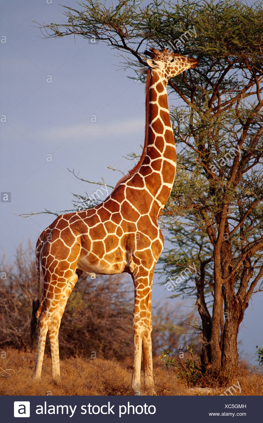 Reticulated Giraffe High Resolution Stock Photography And Images Alamy