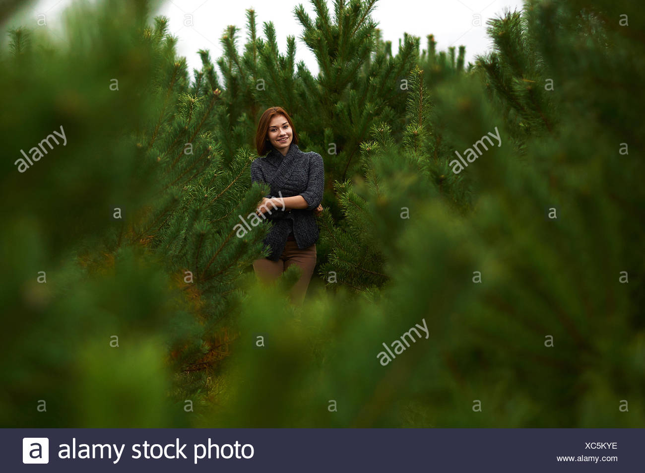 One Pine Tree High Resolution Stock Photography and Images - Alamy
