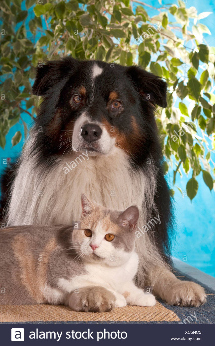 Australian Shepherd Canis Lupus F Familiaris With British