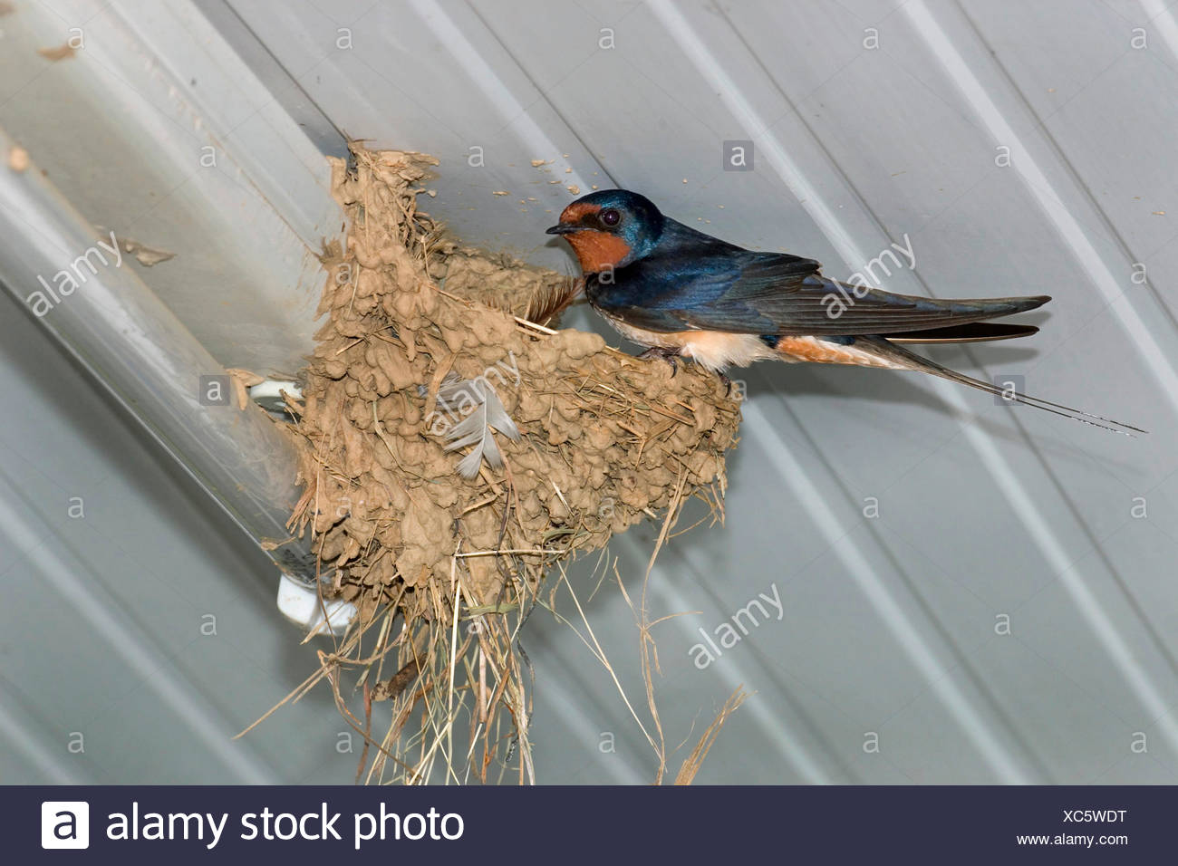 Barn Swallow Nests High Resolution Stock Photography And Images Alamy