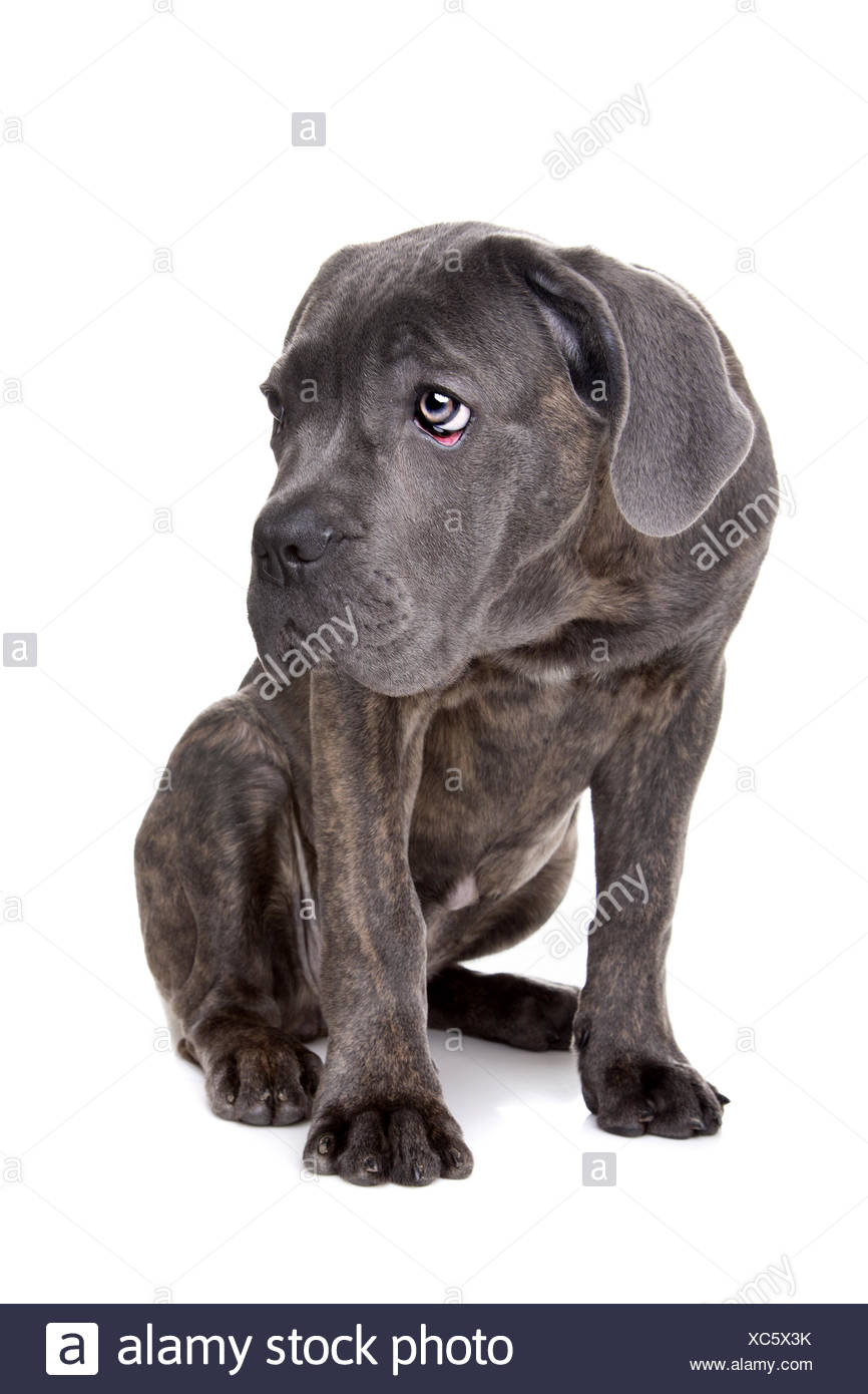 cane corso dog grey