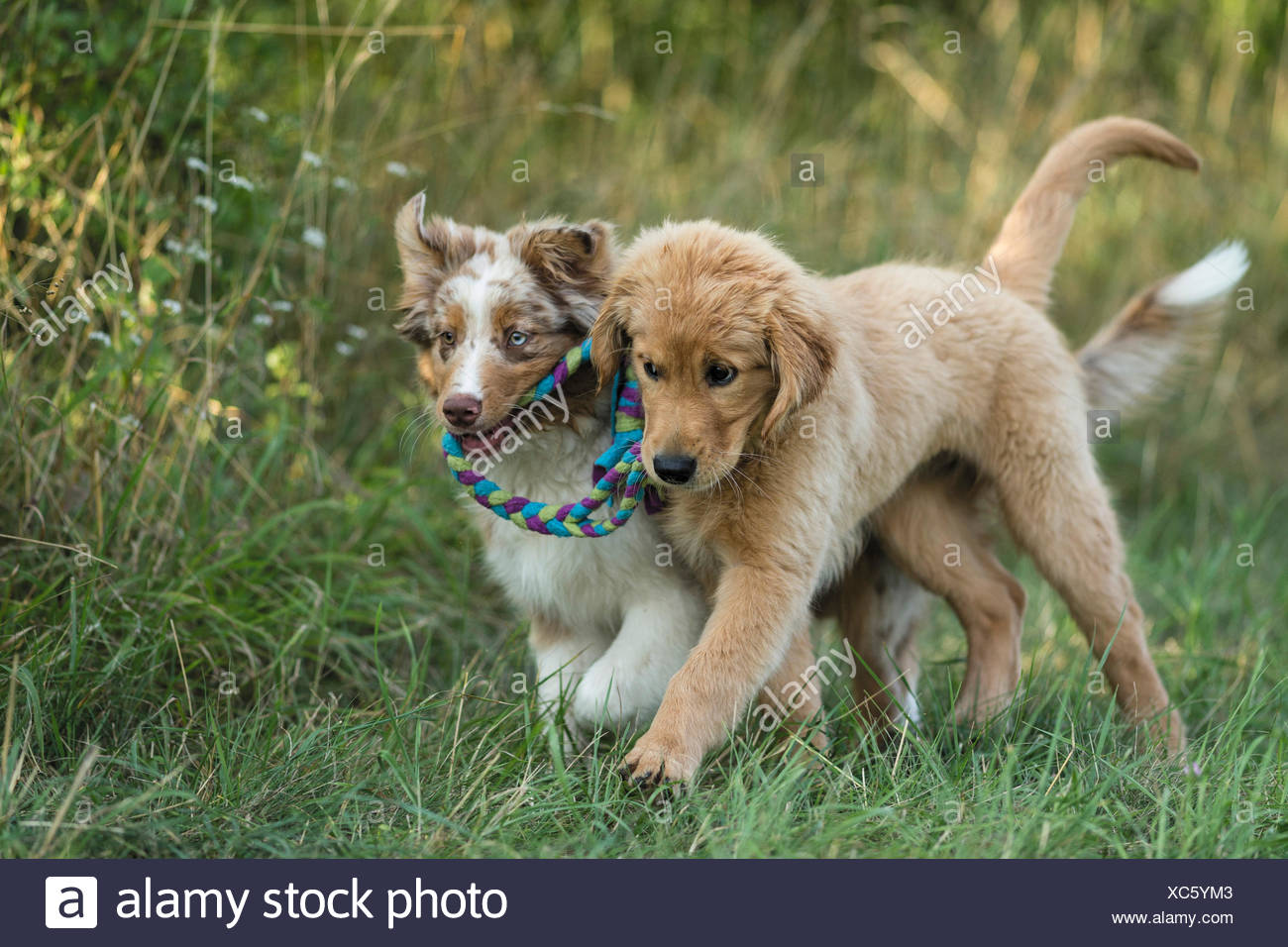 Australian Shepherd puppy Golden Retriever puppy carrying together  multicolured rope Germany Stock Photo - Alamy