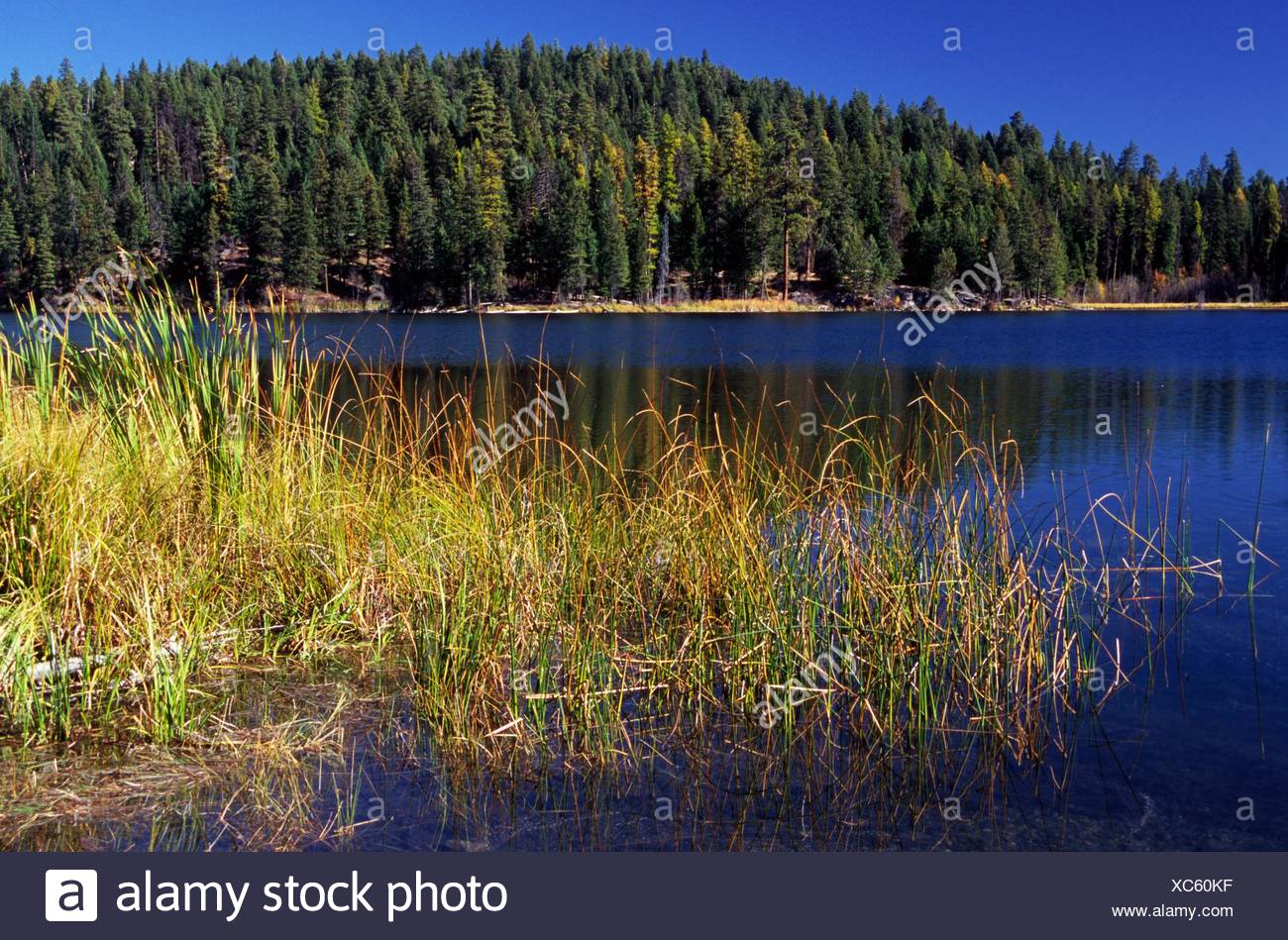 Swan Lake Stock Photos Swan Lake Stock Images Alamy