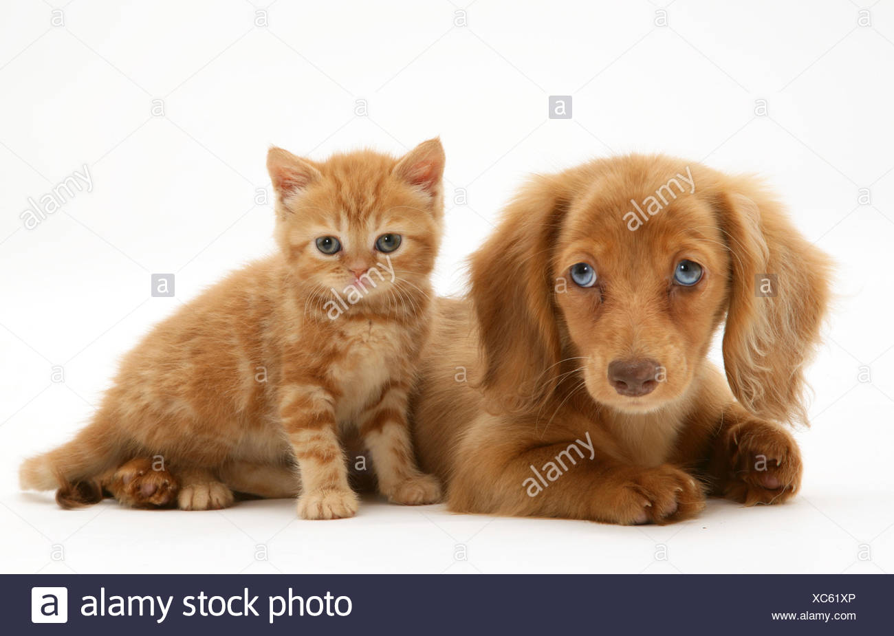 Cream Dapple Miniature Long Haired Dachshund Puppy With British