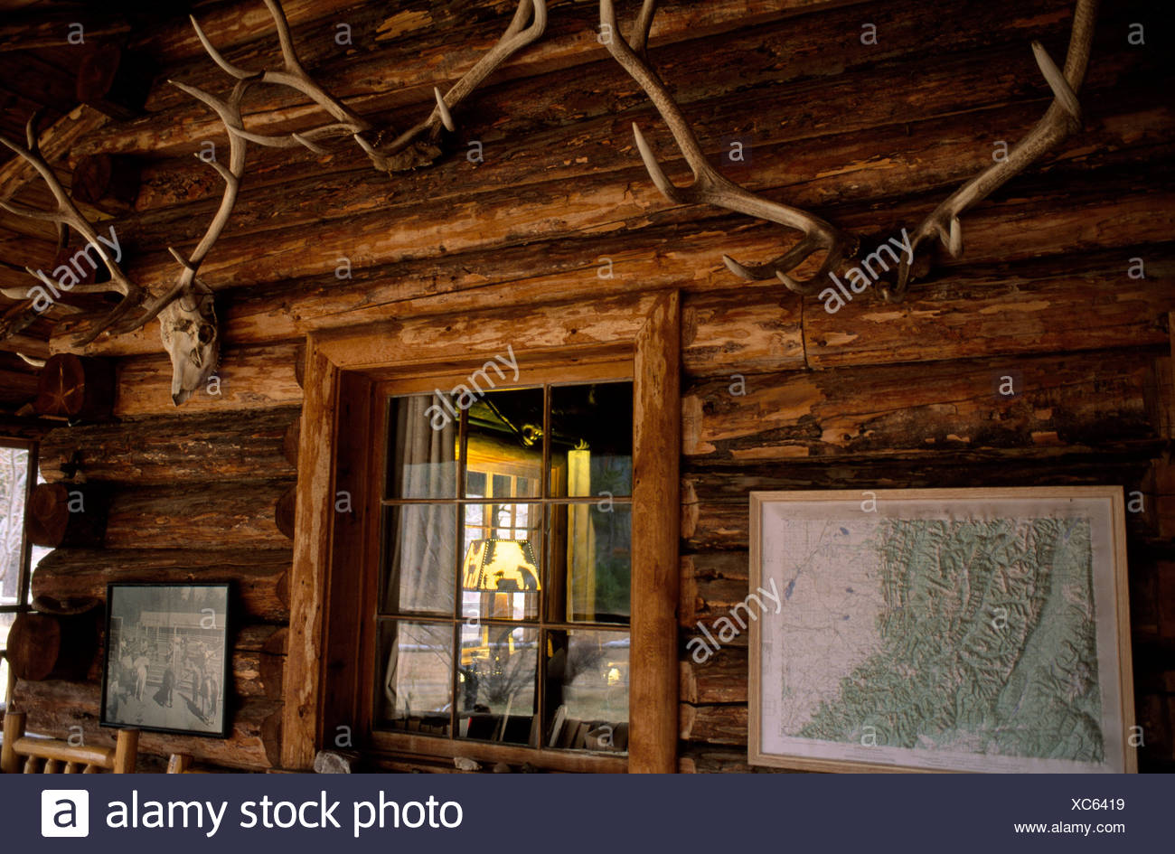 Antlers Hanging One The Wall Of A Hunting Cabin Stock Photo