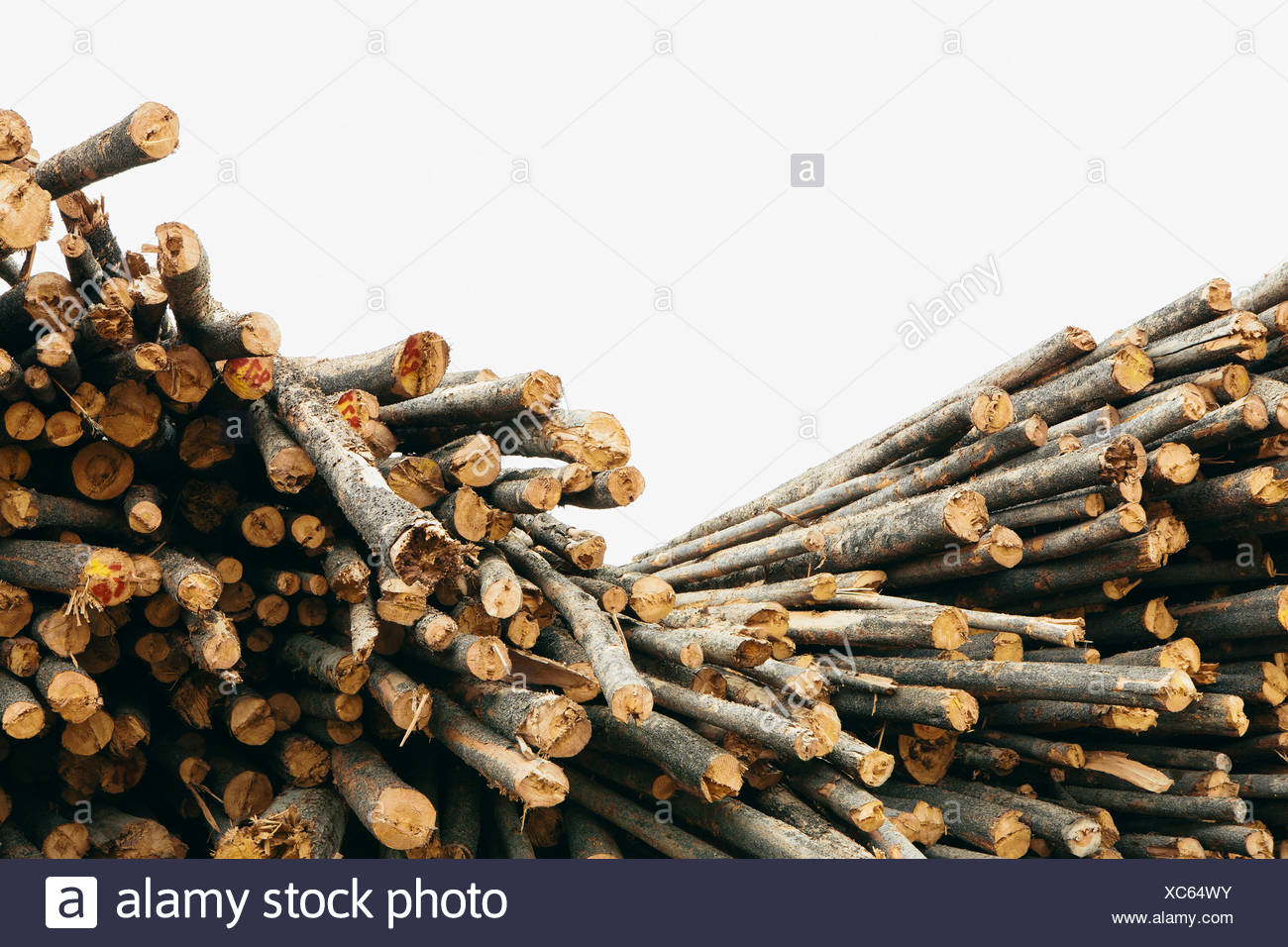 Trees For Timber High Resolution Stock Photography and Images Alamy