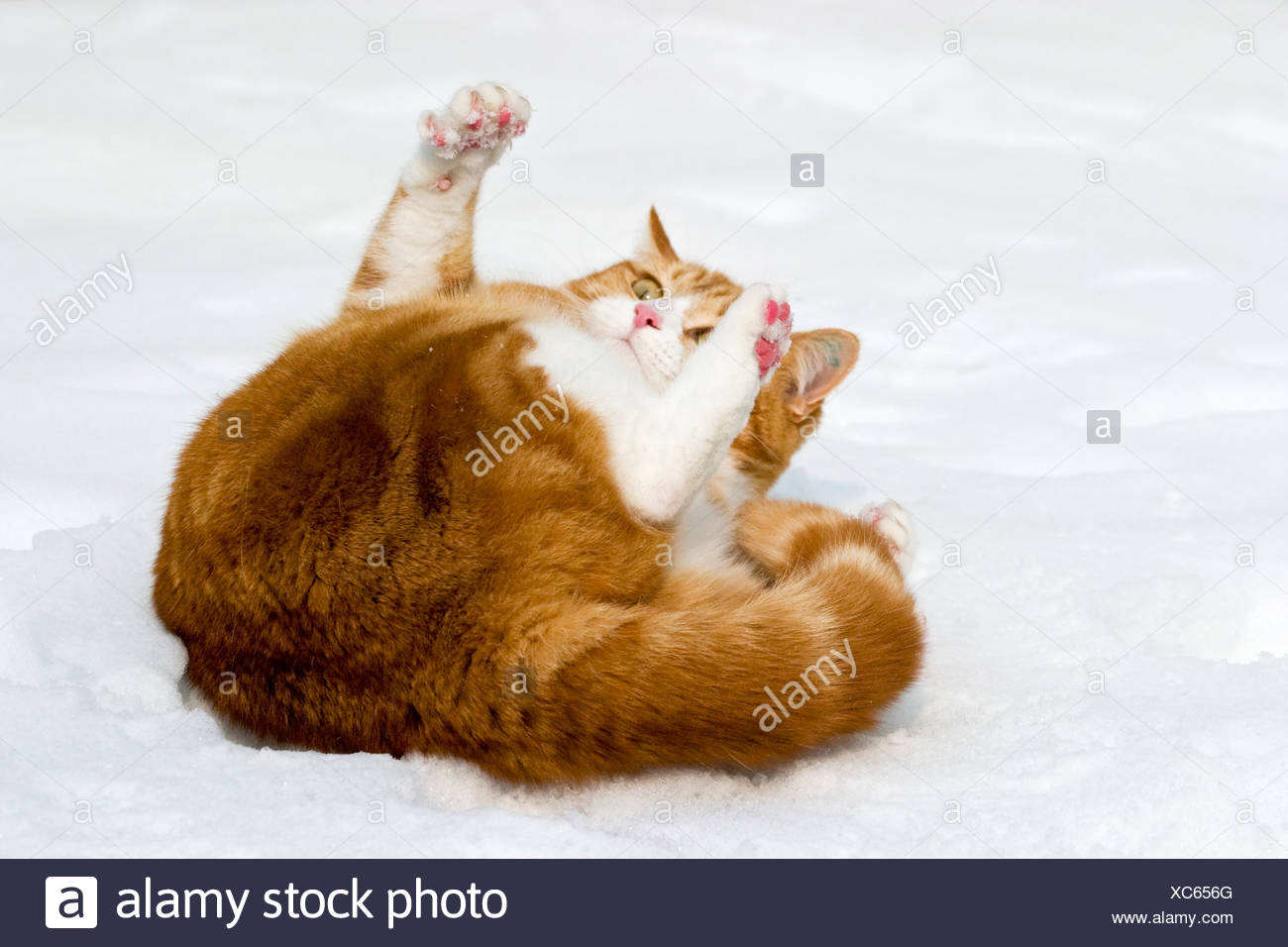 European Shorthair Cat In Snow Stock Photo 282877576 Alamy