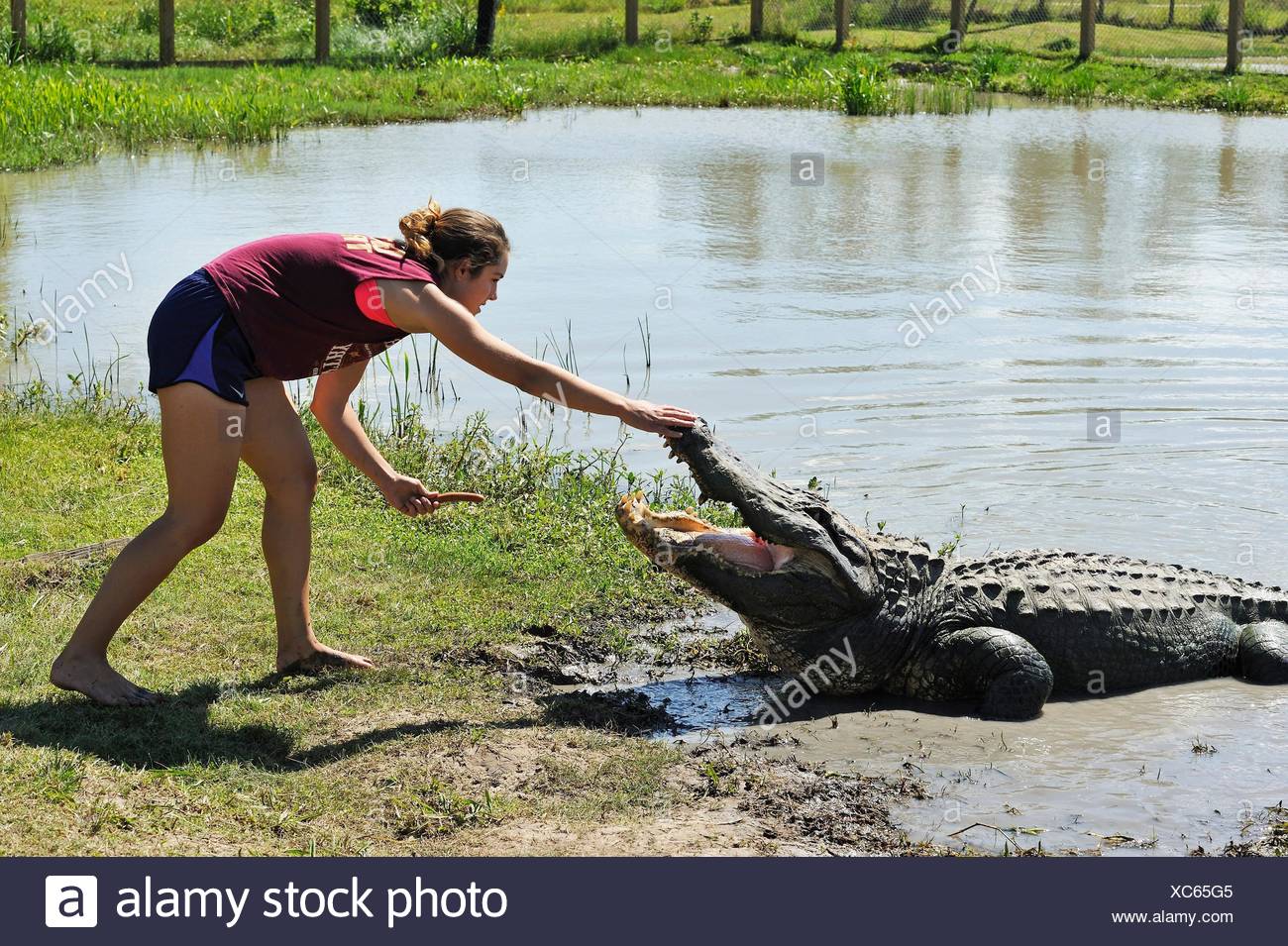 gator black young girl home made sexy clips