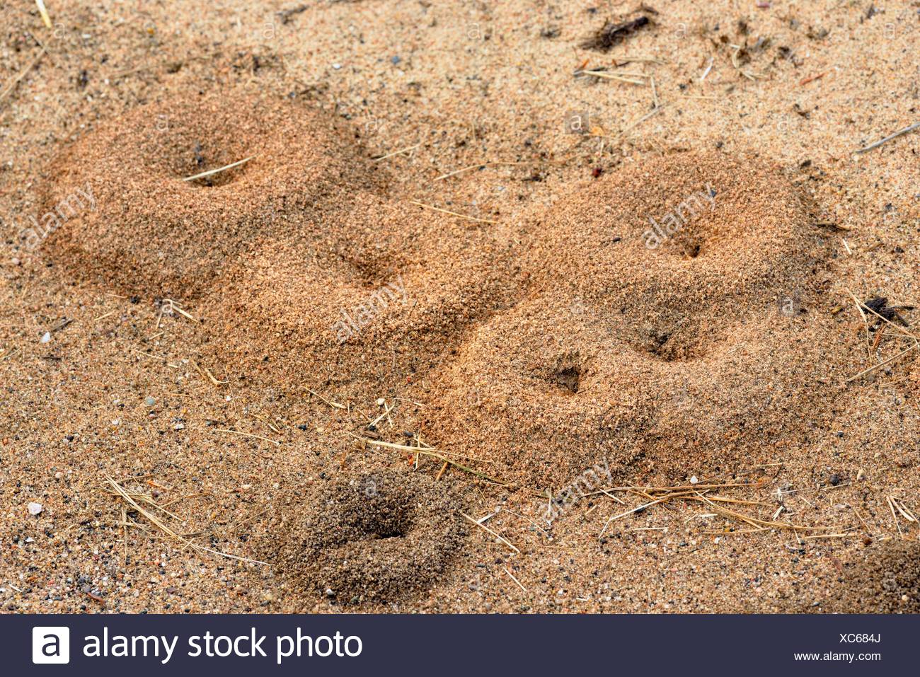 Ant Colonies Stock Photos & Ant Colonies Stock Images Alamy