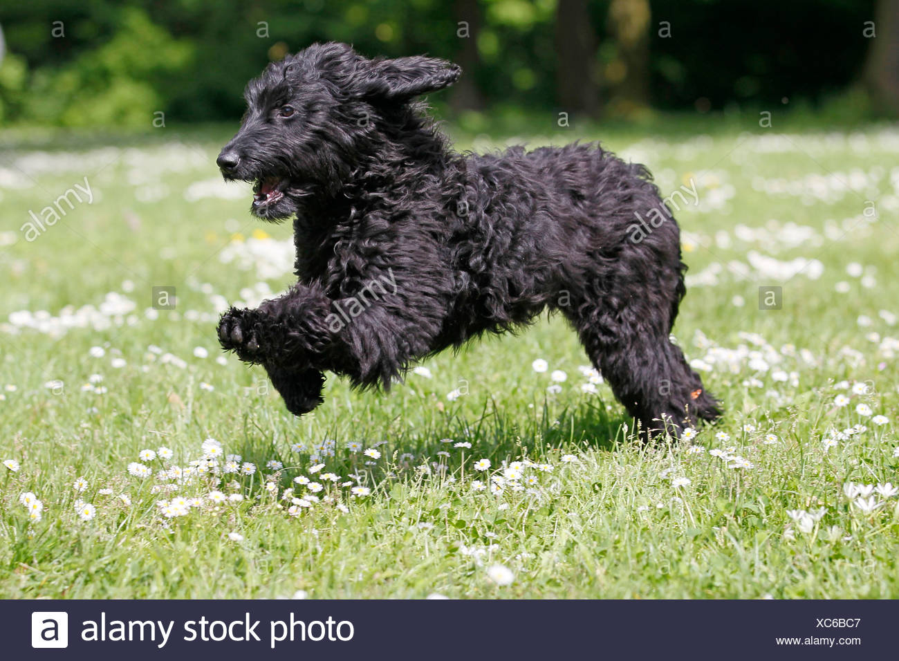 Flatdoodle High Resolution Stock Photography and Images Alamy