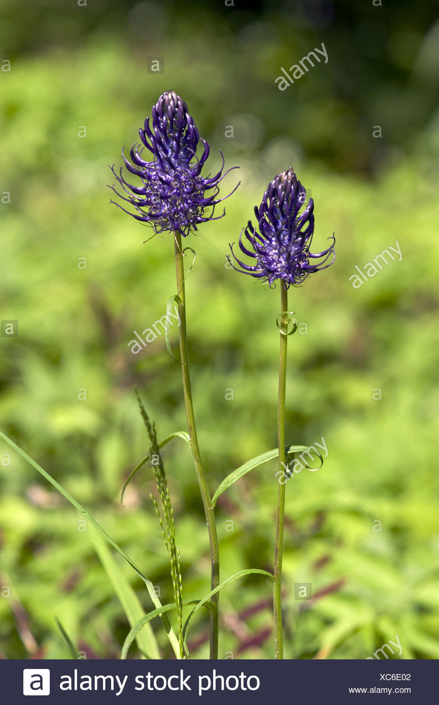 Black Rampion High Resolution Stock Photography and Images - Alamy