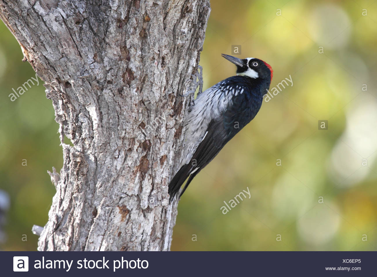 Bird Wild Woodpecker Wildlife Acorn Nature Tree Animal Bird Fauna Wild Birds Stock Photo Alamy