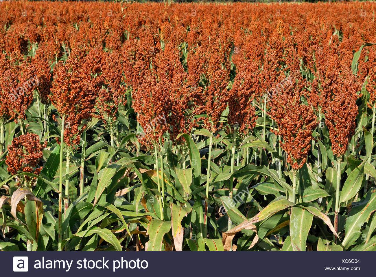 Sorghum Plants High Resolution Stock Photography and Images - Alamy