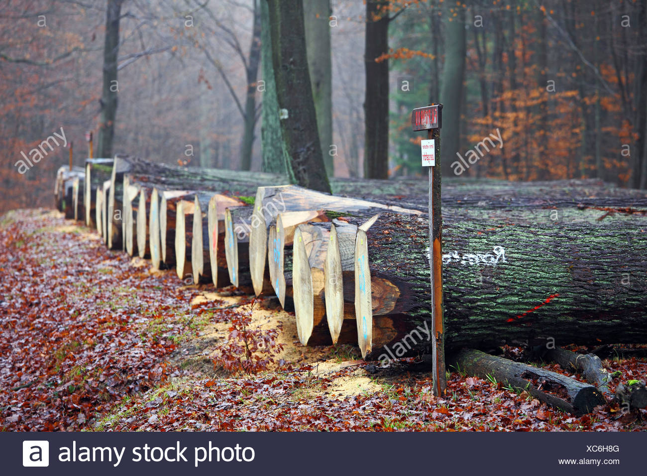 Valuable Wood High Resolution Stock Photography and Images Alamy
