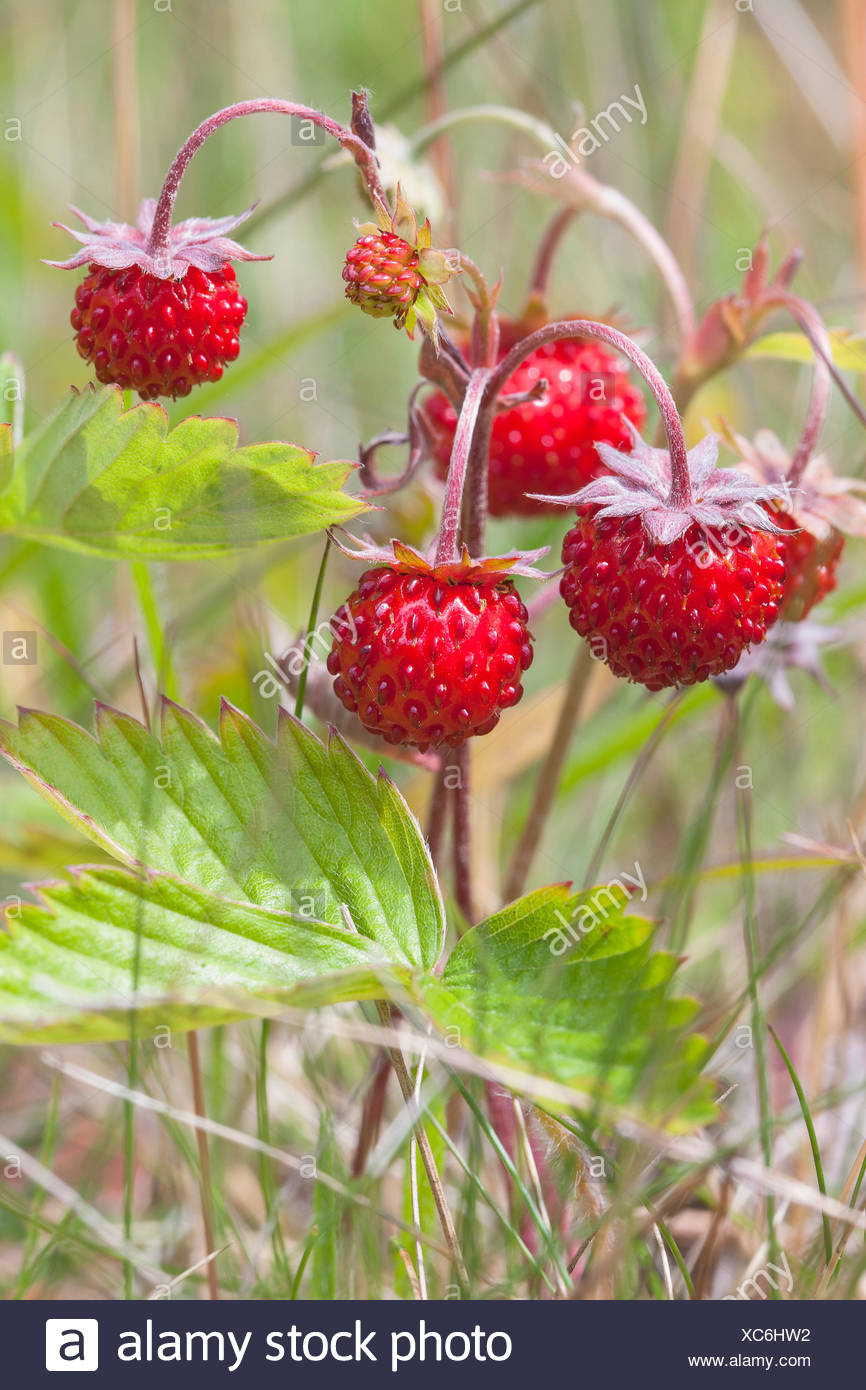 Wild Strawberries High Resolution Stock Photography and Images - Alamy