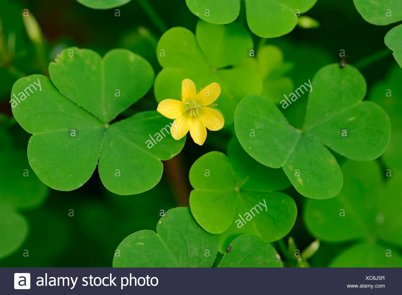 Yellow Woodsorrel Upright Yellow Sorrel Or Sourgrass Oxalis Stricta Flower And Leaves North Rhine Westphalia Germany Stock Photo Alamy Yellow Woodsorrel Upright Yellow Sorrel Or Sourgrass Oxalis Stricta Flower And Leaves North Rhine Westphalia Germany Stock Photo Alamy