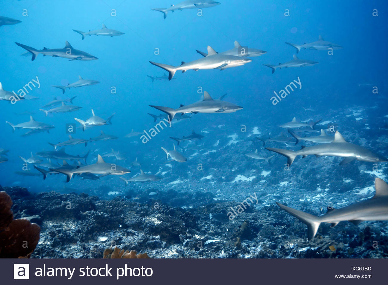 White Tip Shark High Resolution Stock Photography and Images - Alamy