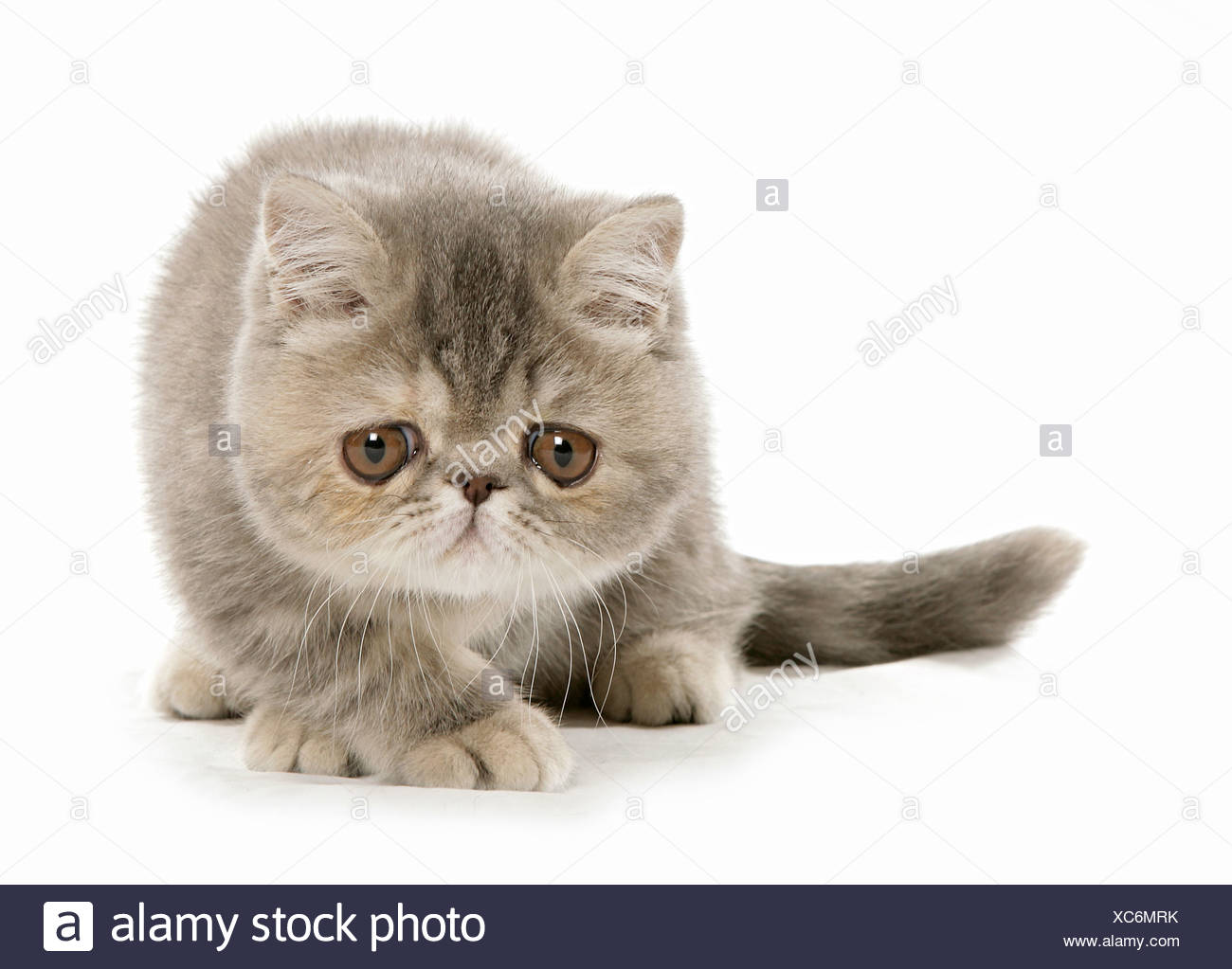 Exotic Shorthair Cat Kitten Lying Cut Out Stock Photo