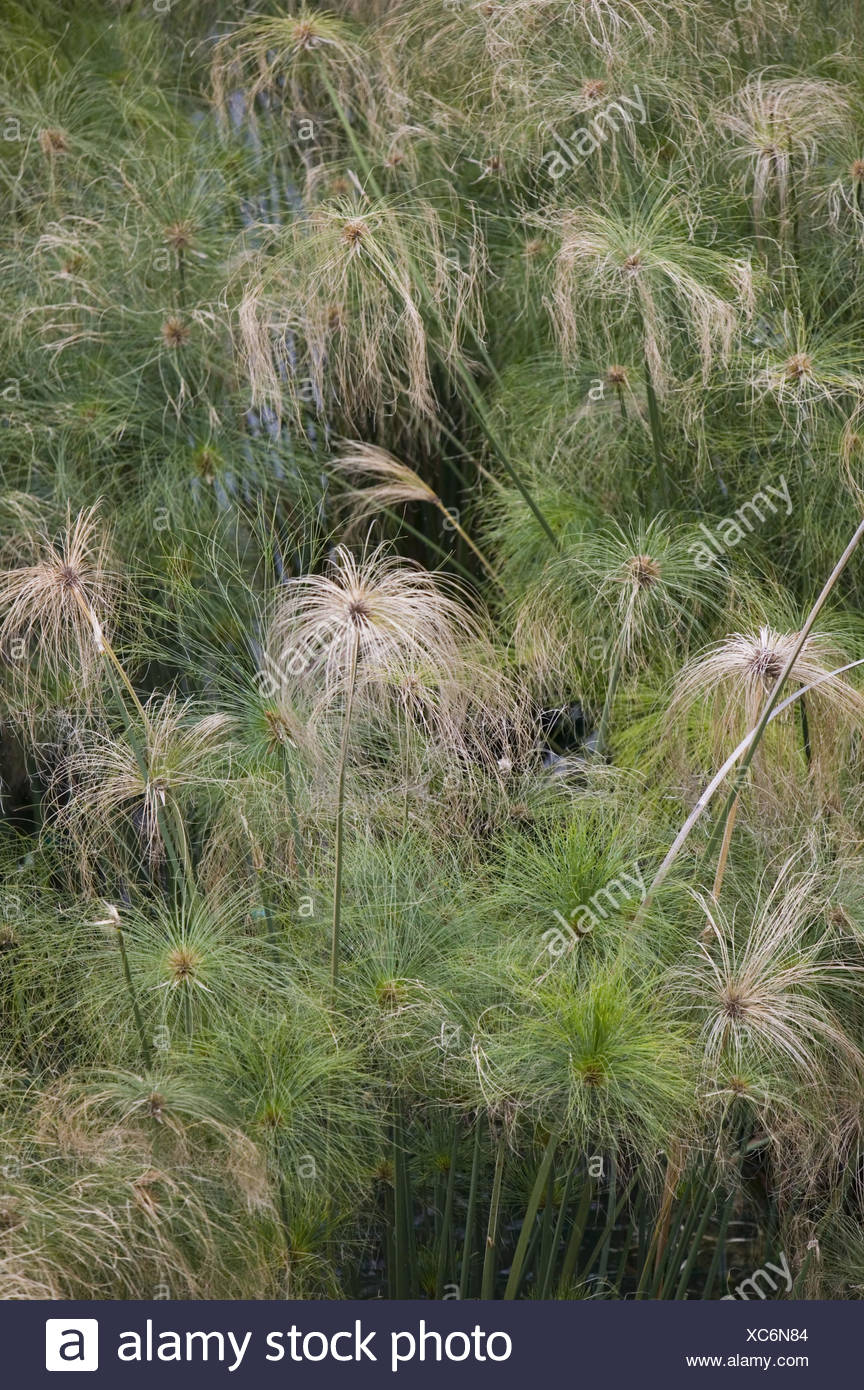 Papyrusstauden, Detail, Natur, Botanik, Vegetation, Pflanzen, Papierstauden, Cyperus papyrus, Zypergras, Gräser, Stauden, Riedgräser, Wasser, außen, Stock Photo