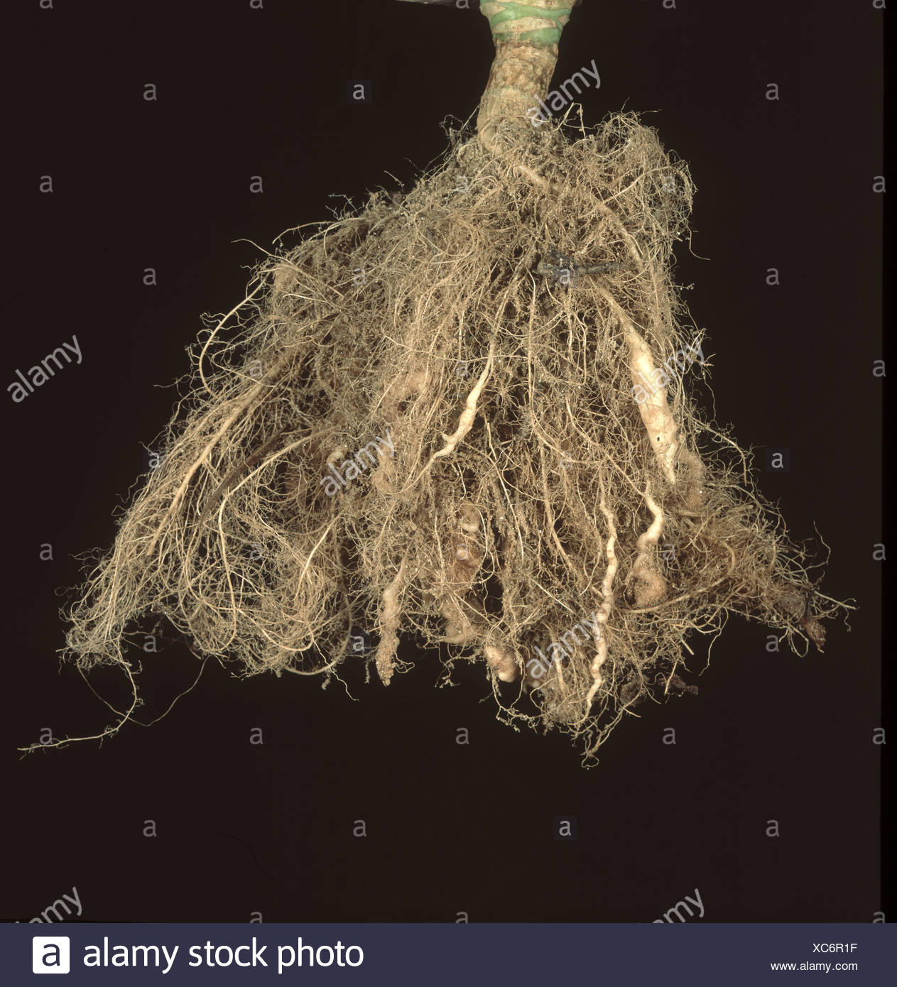 Plasmodiaphoraceae High Resolution Stock Photography and Images - Alamy