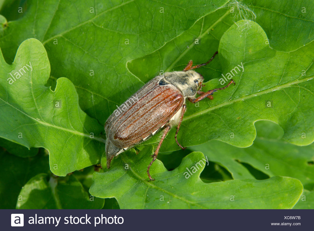 Cockchafer - Melolontha melolontha Stock Photo