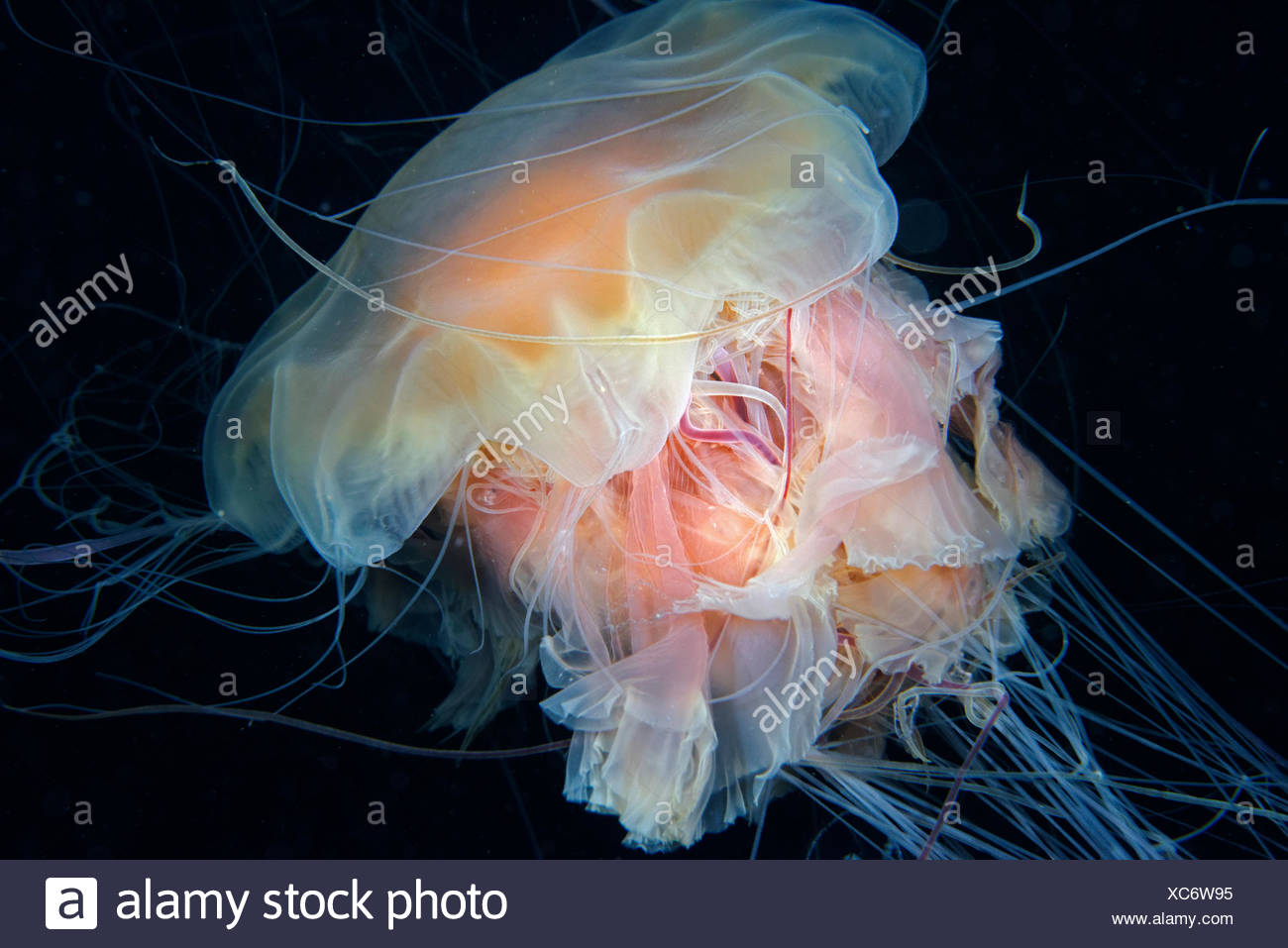 Lions Mane Jellyfish High Resolution Stock Photography And Images Alamy lions-mane-jellyfish-high-resolution-stock-photography-and-images-alamy